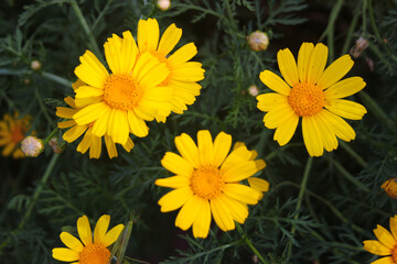 Crown daisy, or Glebionis coronaria flowers on a meadow. Yellow edible chrysanthemum at springtime.