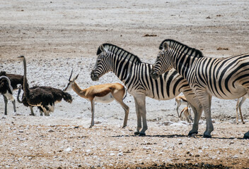 Obraz na płótnie Canvas Springbok (Antidorcas marsupialis) antelope, Zebras and ostrich in Namibia