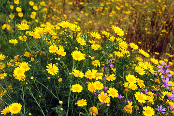 Crown daisy, or Glebionis coronaria flowers on a meadow. Yellow edible chrysanthemum at springtime.
