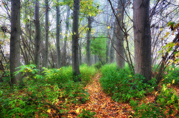 Obraz premium Green forest at misty morning