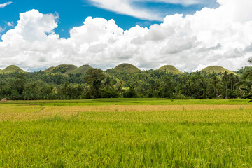 Scenic farmland with the iconic Chocolate Hills in the background. Local countryside scene in Carmen, Bohol, Philippines.