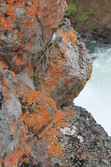 bright red lichen on rock