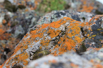 bright orange lichen on rock