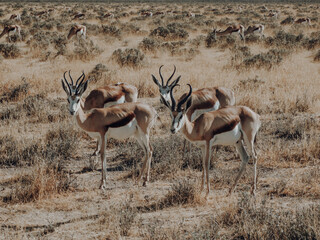 springbok (Antidorcas marsupialis) an antelope in Namibia