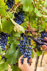 Farmer's Hands cutting red grapes with secateurs from vine plant during wine harvest © katrinshine