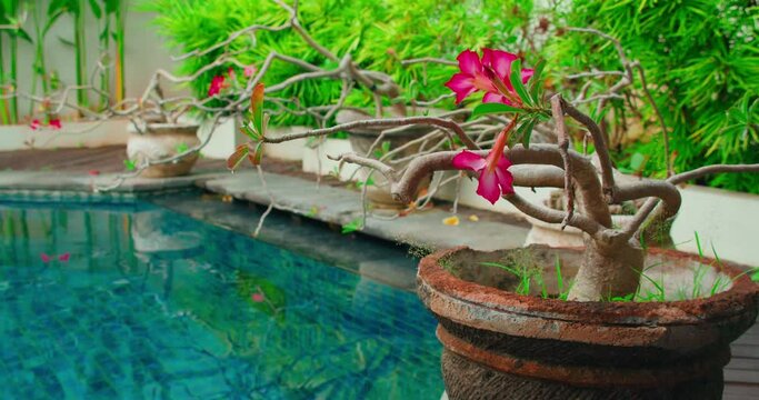Blooming adenium pink flower in a pot on home garden background. Small tree decoration near blue swimming pool. Soothing relax spa calm view.