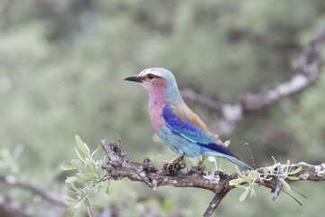 Lilac Breasted Roller,  Kruger National Park, South Africa