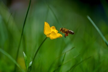 Closeup shot of a honeybee flying to pollinate a yellow flower