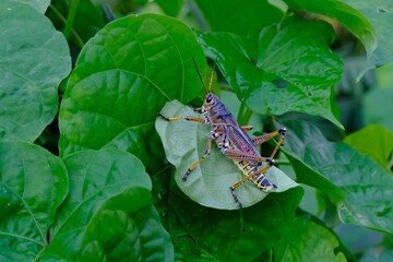 Closeup of a large eastern lubber grasshopper on a green leaf
