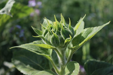 Makrofotografie von Sonnenblumenknospen. Grün an einem Sommertag. Landwirtschaftlicher Bereich. Blattadern in Nahaufnahme. Natürlichen Umgebung. Eine wunderschöne Pflanze. Organische Flora. Ackerland-