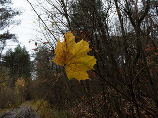 Autumn leaf. Forest after rain in late autumn