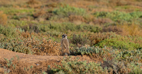 Erdmännchen in einer Savannenlandschaft bei Oudtshoorn Südafrika