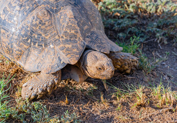 Leopardenschildkröte in der Wildnis und Savannenlandschaft von Afrika