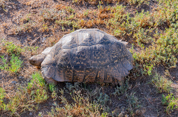 Leopardenschildkröte in der Wildnis und Savannenlandschaft von Afrika