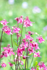 pink flowers in the garden