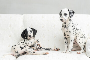 great dane puppy