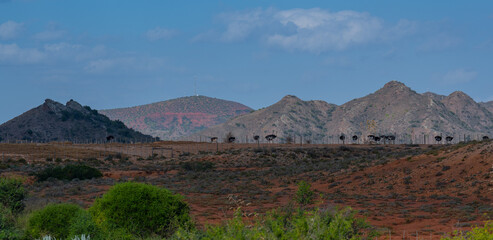 Afrikanische Strauße auf einer Straußenfarm in der Halbwüstenlandschaft Oudtshoorn Südafrika