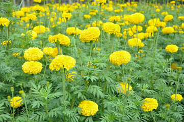 blooming marigold flowers in the field,soft focus
