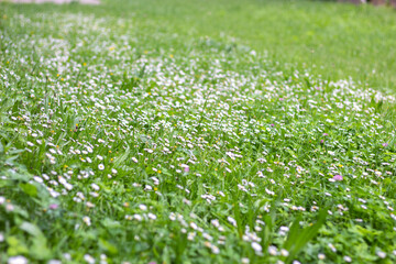 green grass in a field