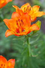 orange tiger lily flower