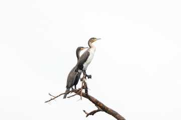Great cormorant in the Murchison Falls national park. Phalacrocorax carbo on the branch near the...