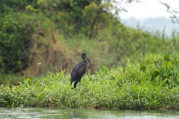 African openbill crane in the Murchison Falls national park. Anastomus lamelligerus stay on the Nile bank. Safari in Uganda.