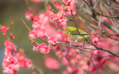 梅の花とメジロ