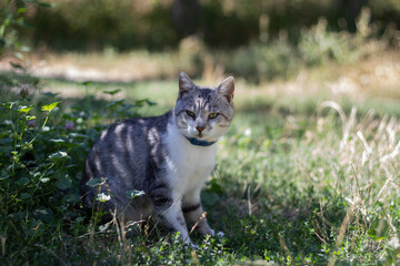 cat in the grass