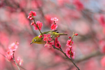 梅の花とメジロ