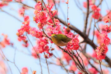 梅の花とメジロ