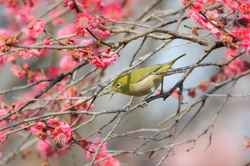 梅の花とメジロ