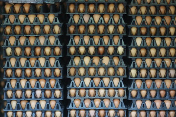 multiple eggs on a black panel