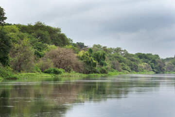 Fototapeta premium Sailing on the river in the Murchison Falls National park. Victoria Nile delta during rain. Safari in Uganda