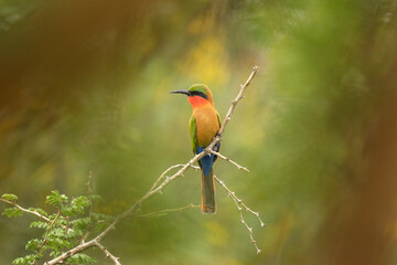 Red throated bee eater in the Murchison Falls national park. Merops bulocki in the garden. Safari in Uganda.