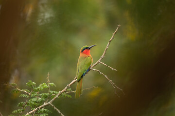 Red throated bee eater in the Murchison Falls national park. Merops bulocki in the garden. Safari in Uganda.