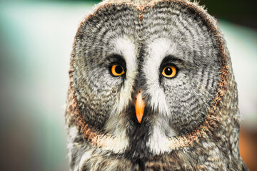 Closeup portrait of a tawny owl (Strix aluco)