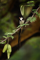 Pin tailed whydah in the Murchison Falls national park. Vidua macroura in the garden. Safari in Uganda.