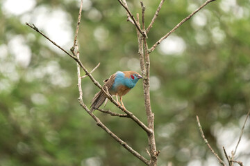 Red cheeked cordon bleu in the Murchison Falls National park. Uraeginthus bengalus on the branch. Blue bird with red stain on head.Red cheeked cordon bleu in the garden. Ornithology in Uganda.
