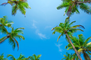 Tropical coconut palm trees frame with clear blue sky as copy space background low angle view