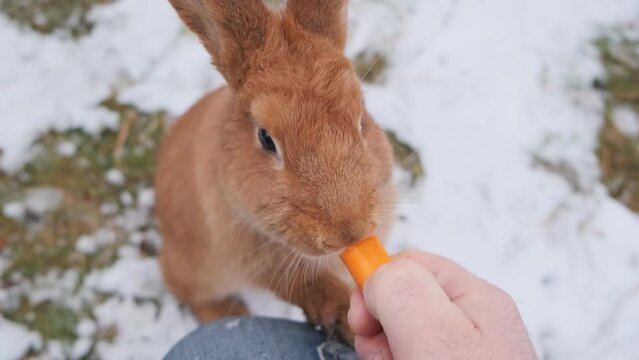 A man feeds a beautiful brown rabbit. Winter. Snow. 4K