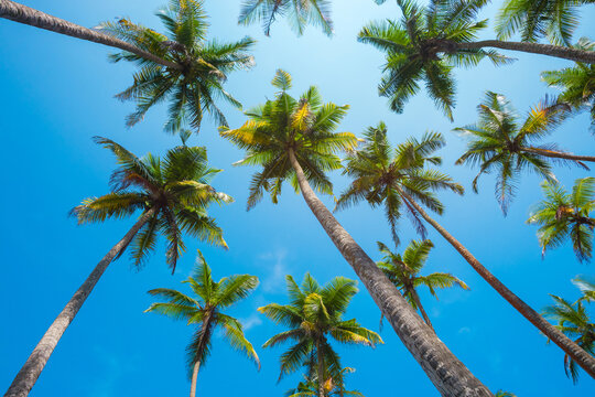 Tropical coconut palm trees with clear blue sky low angle view