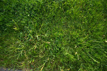 green grass texture