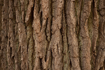 bark of a tree