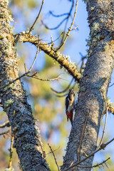 Great spotted woodpecker on a tree trunk in the woodland