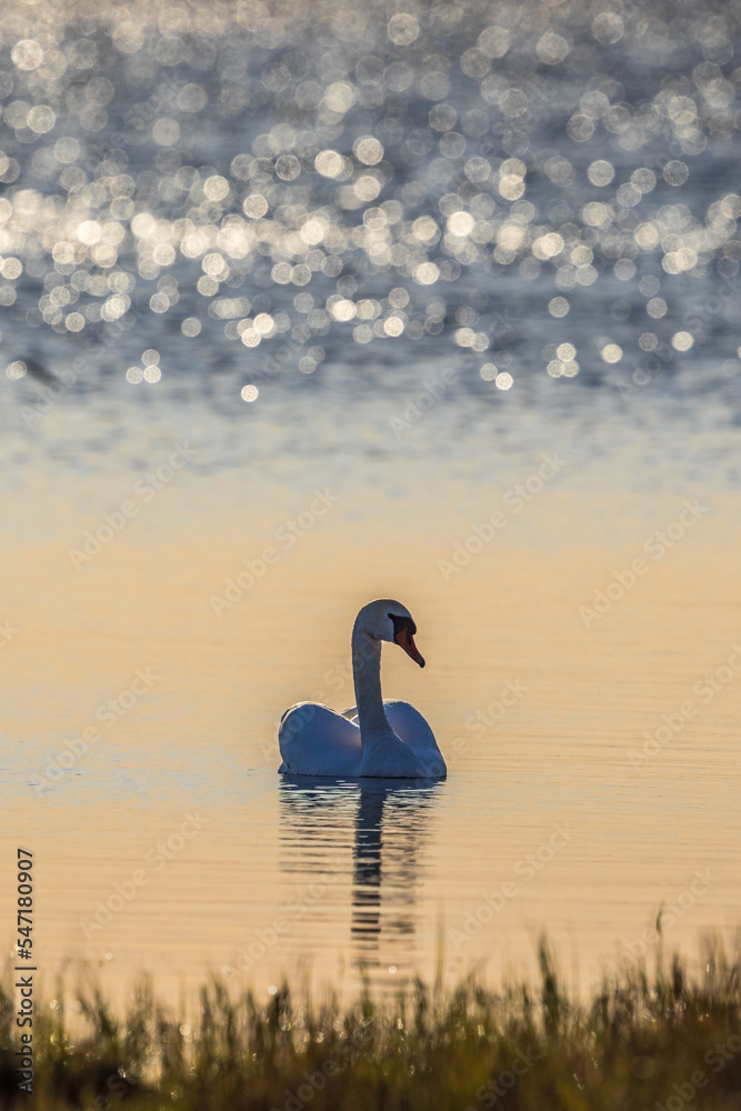 Wall mural Beautiful Mute swan on a calm lake