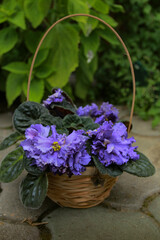 basket of lilac
