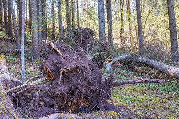 Windthrow in a forest after a storm