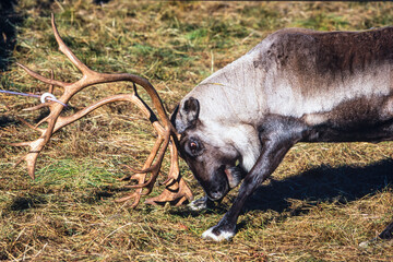 Reindeer bull caught with lasso