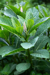 close up of a green leaf