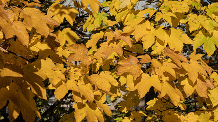 Trees in autumn fall season as seen in the mountains near Briancon in the Provence-Alpes-Côte d'Azur region in Southeastern France, France